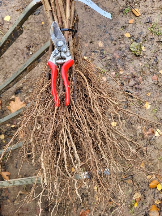 Sadzonki winorośli deserowe Arkadia, Einset, Alden gołokorzeniowe