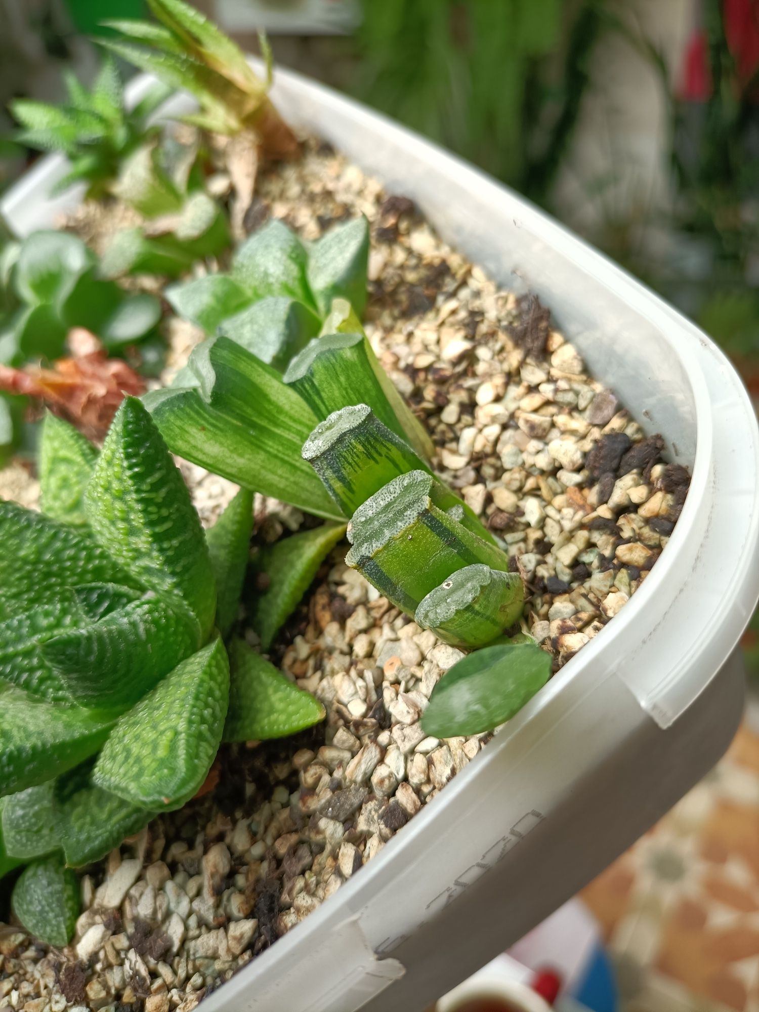 haworthia illumination, хавортія ілюмінація