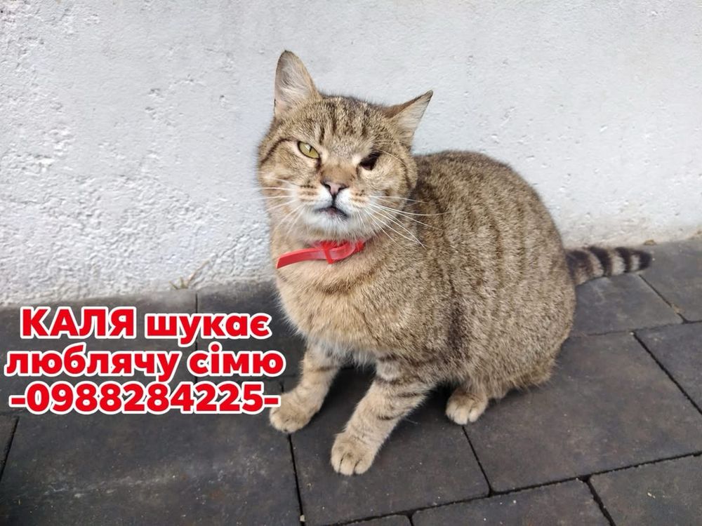 Особлива киця шукає сімʼю