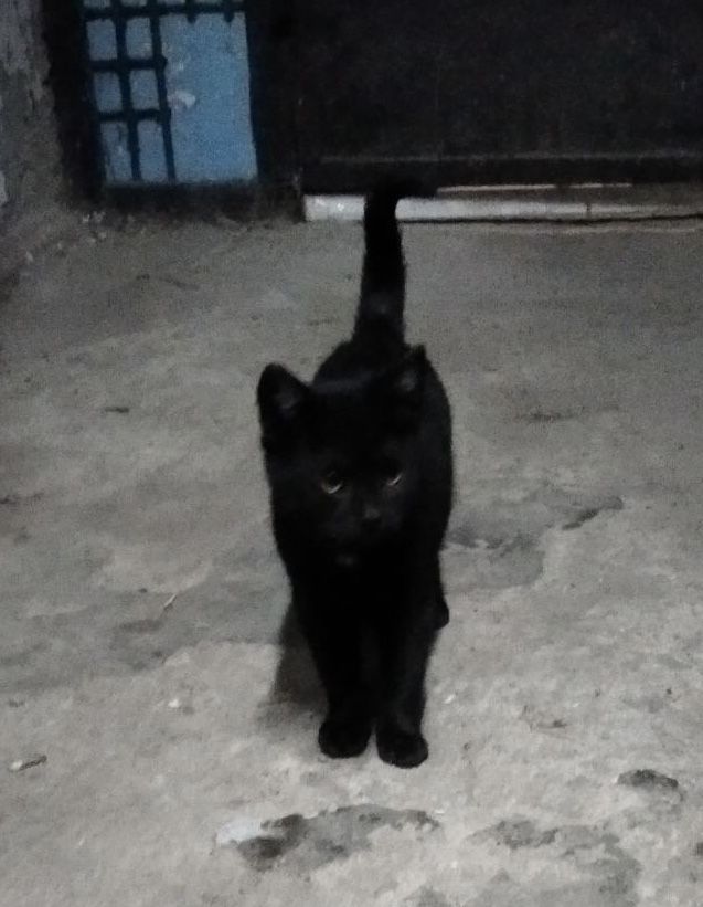 Кошенчта яких викинули шукають родини