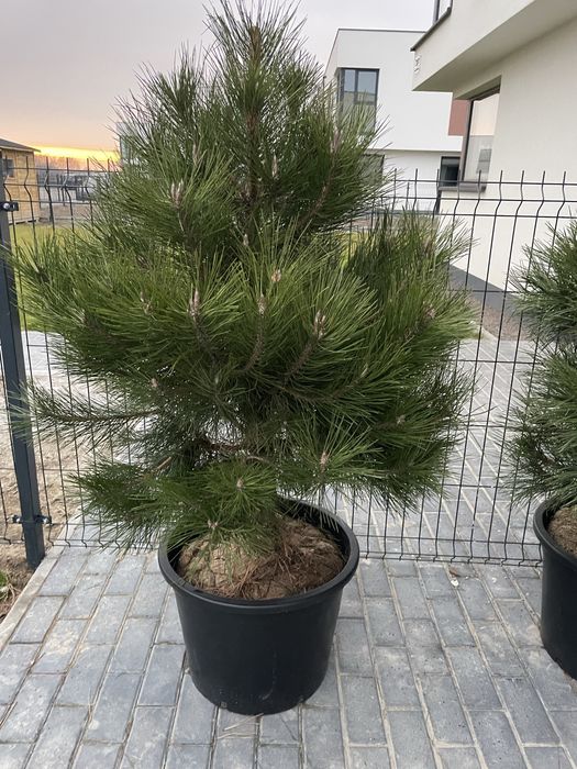 Sosna czarna Pinus Nigra formowana 110-160 cm dowóz