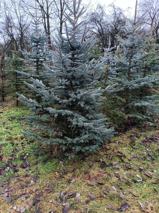 Świerk srebrny, zielony, choinka