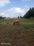 Bydło Szkockie Highland Cattle
