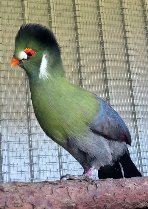 Turaco leucotis macho