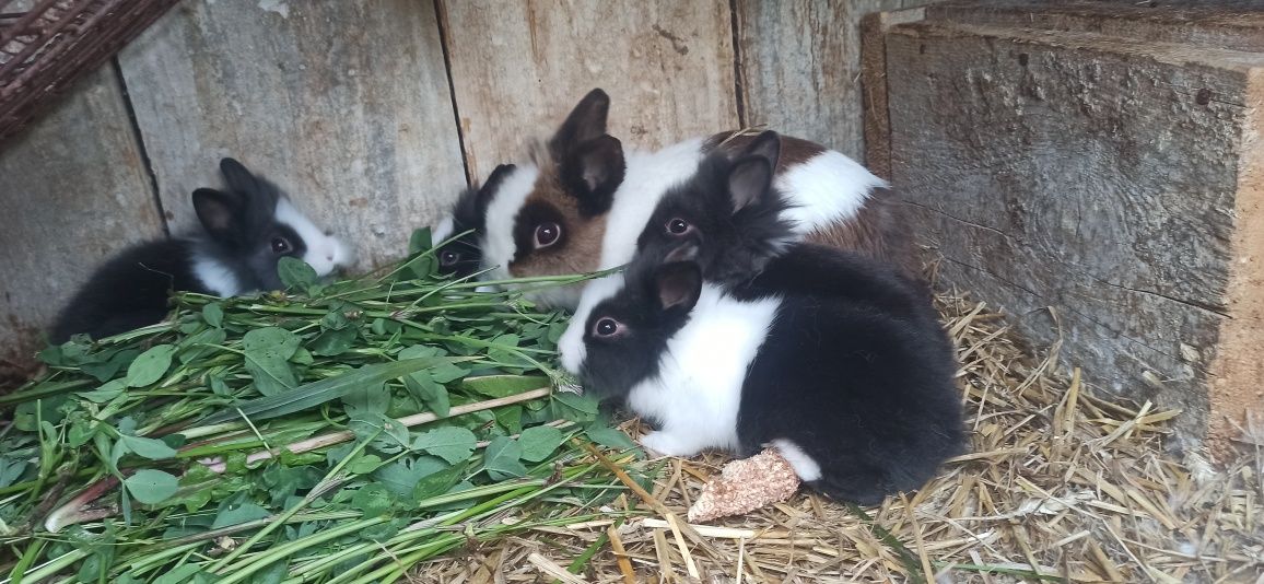 Królik miniaturka młode króliki mini teddy