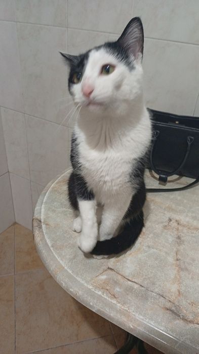 Adoção tenho dois gatos para dar