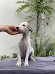 Suczka Whippet ZKwP piekny kolor Revirado FCI do odbioru