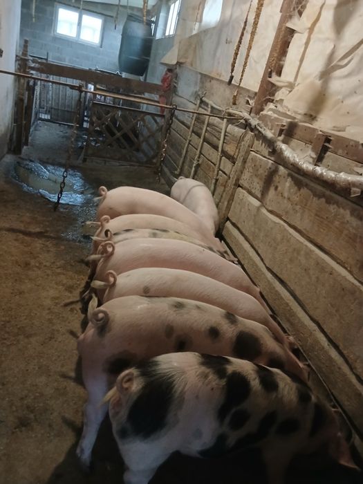 Продам поросята  домашні
