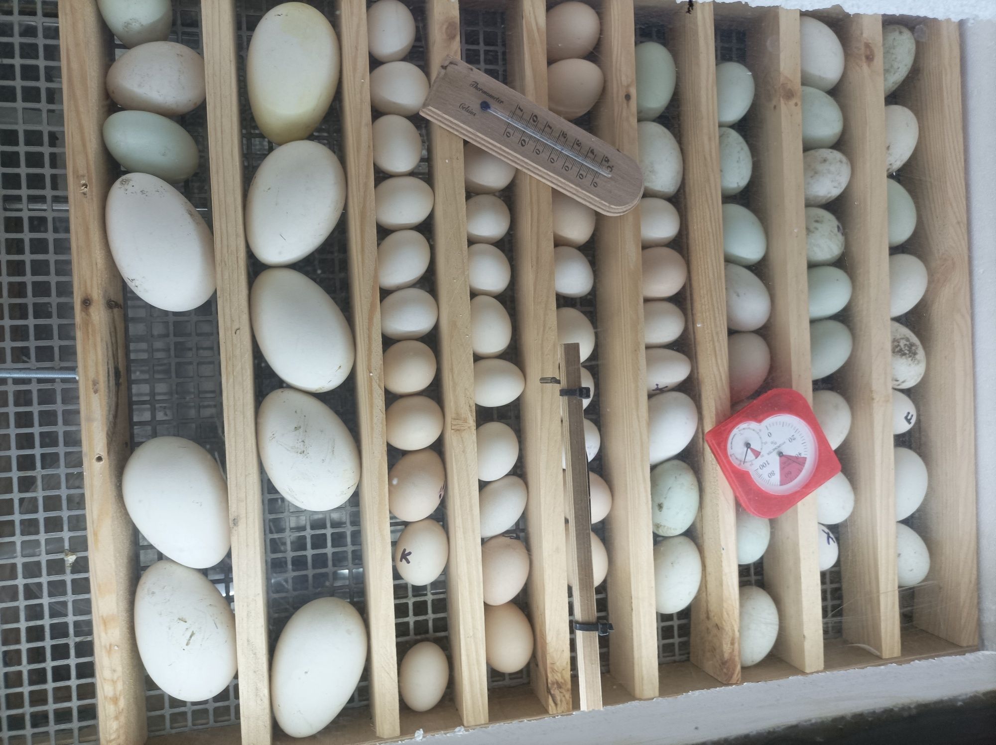 Inkubator do jajek