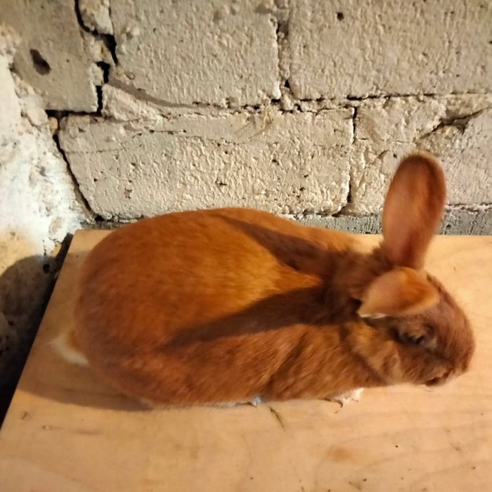 Sprzedam samice burgundzką