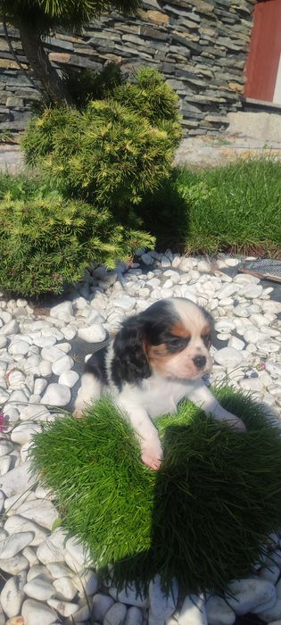 Szczeniak Cavalier King Charles Spaniel