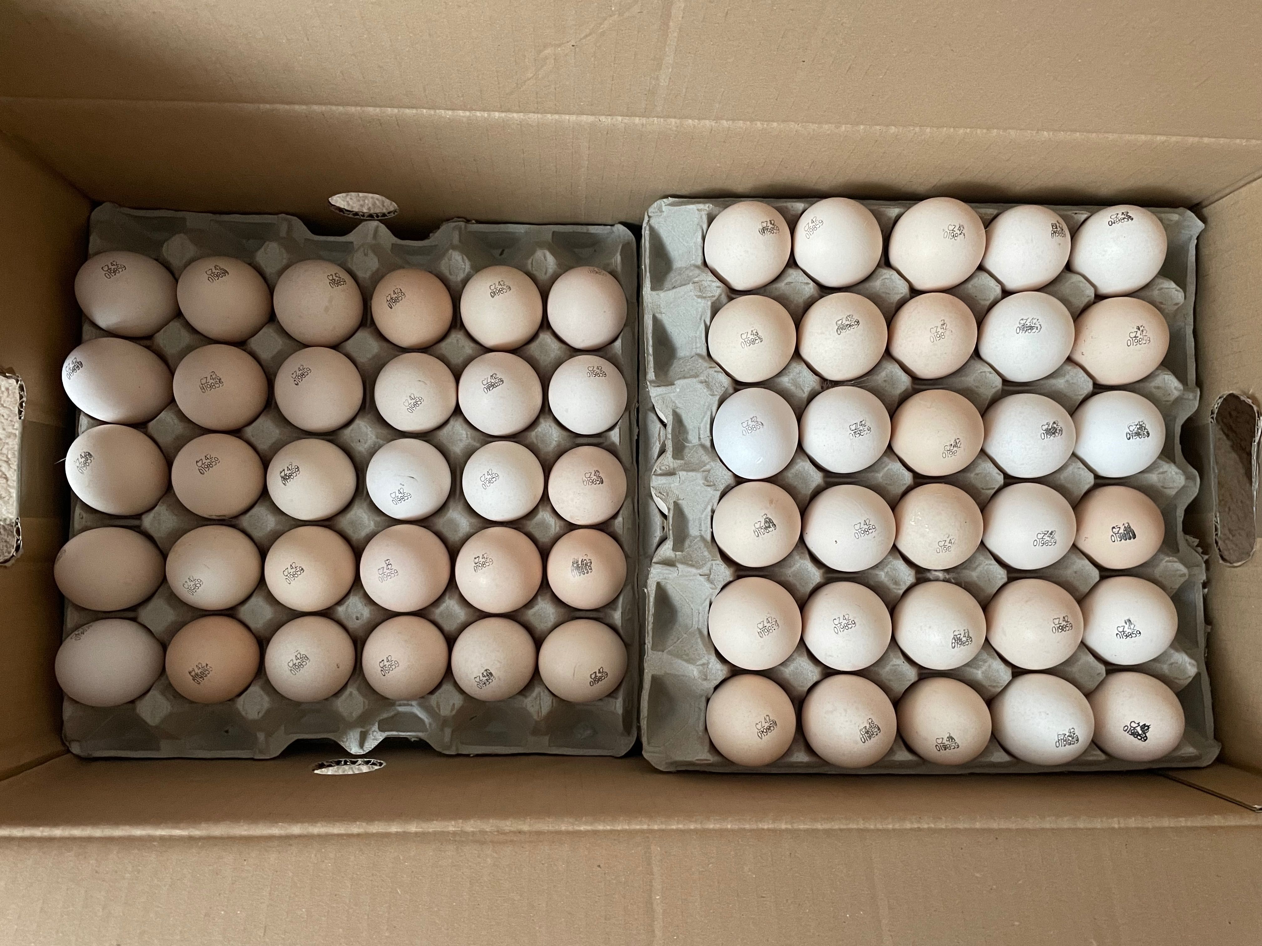 Яйця інкубаційні бройлера. Німеччина, Чехія, Польща