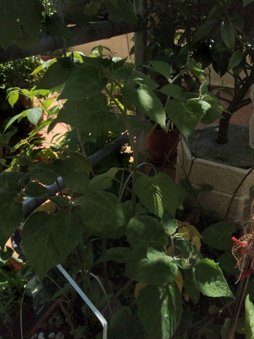 plantas phisalis, tomate capucho