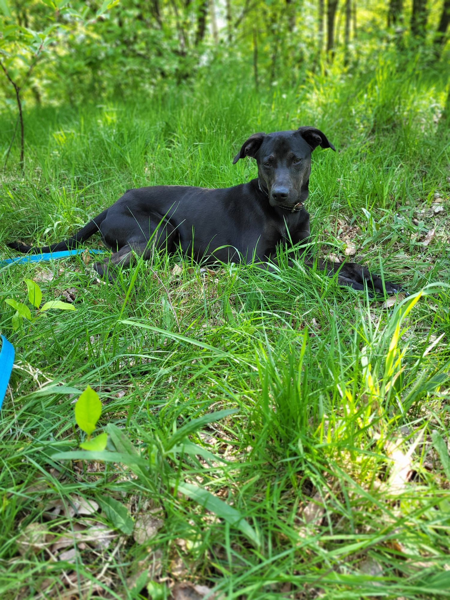 Soba - szuka psiego towarzystwa