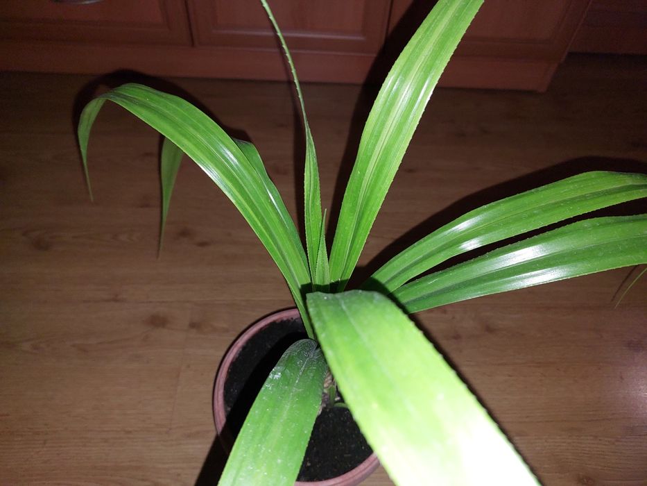 Панданус Вейча.Детки