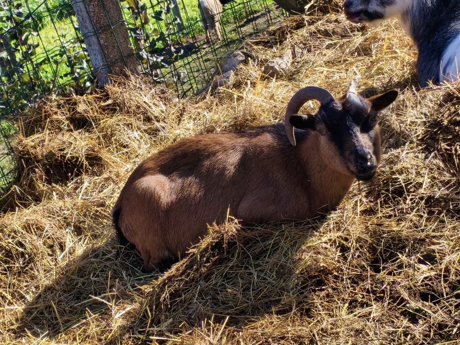 Vendo cabra anã prenha