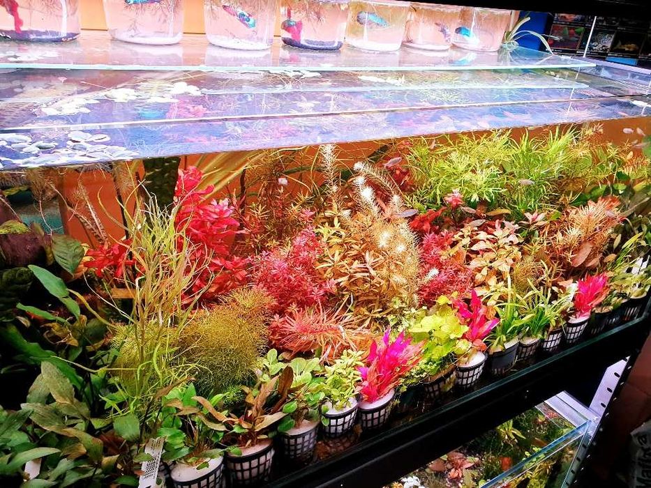 Rośliny akwariowe, mchy - duży wybór; Sklep akwarystyczny AKWAREKS