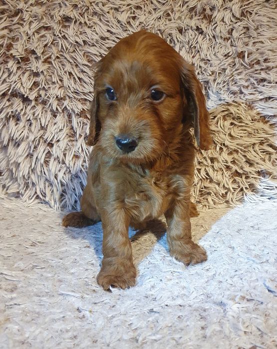 Szczeniak rasy cockapoo - piesek