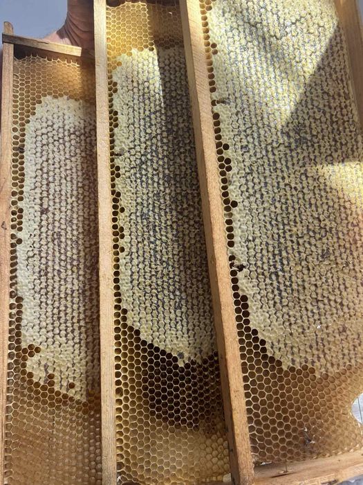 Продам мед літрами, оптом і в сотах