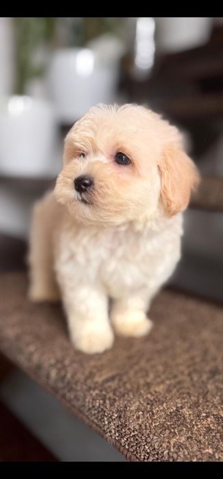 Maltipoo chlopczyk