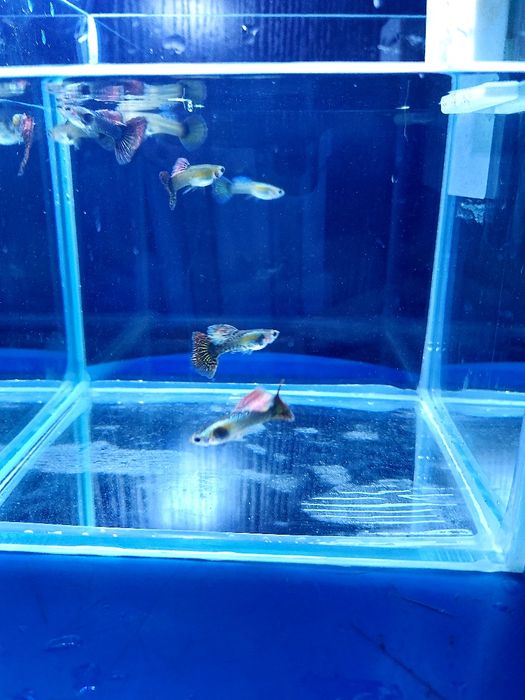 Gupiki dambo red i blu