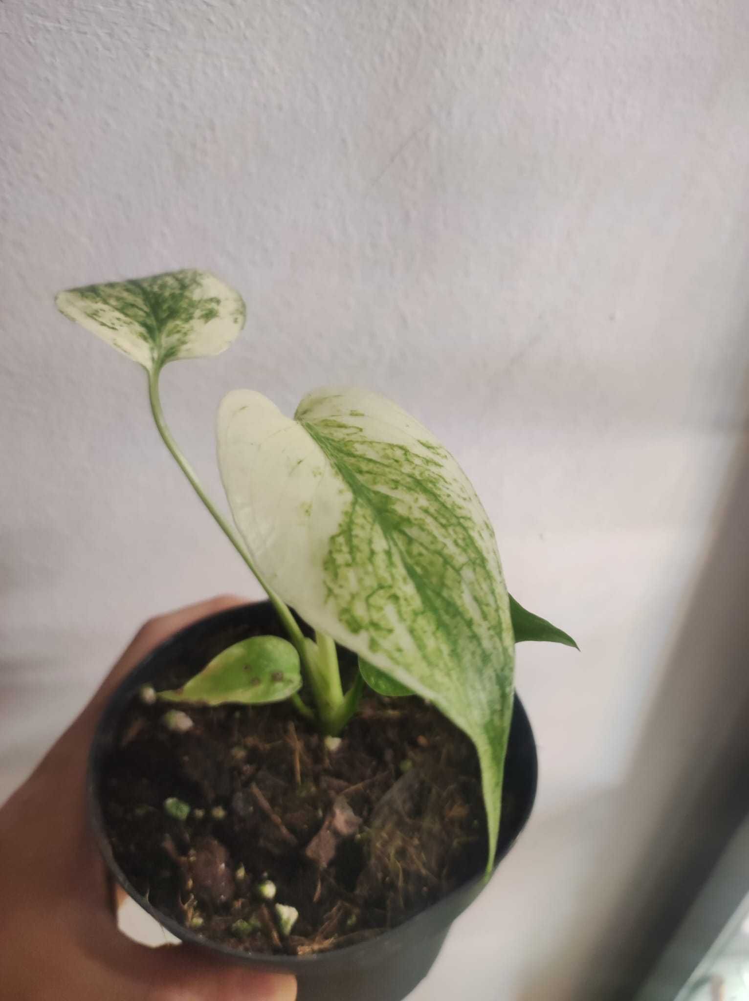 Monstera Deliciosa Mint