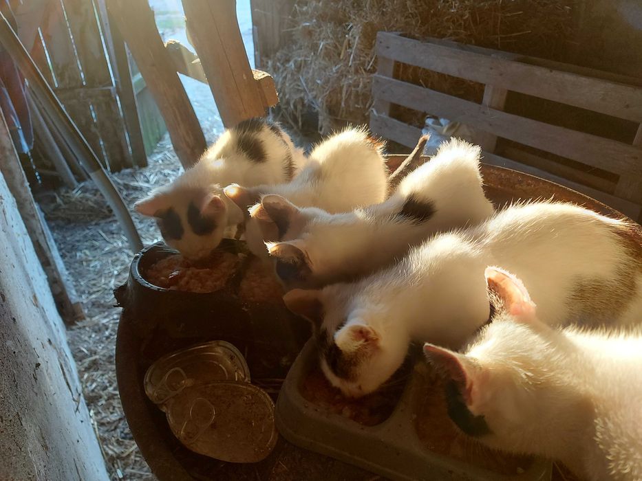 Oddam w dobre ręce kotki – 4 maluchy i 3 dorosłe