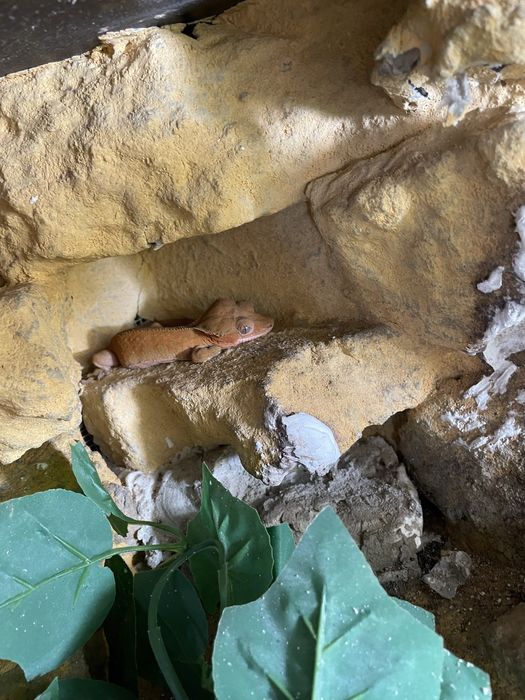 Terrarium oraz gekon orzęsiony