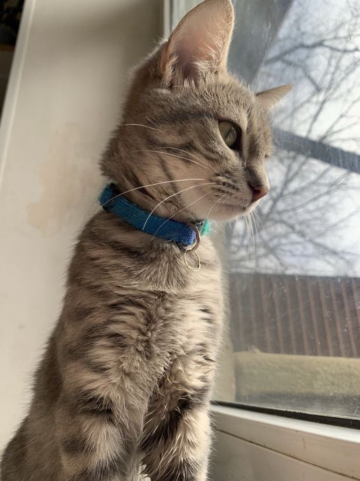 В добрые ручки котенка , отдам даром