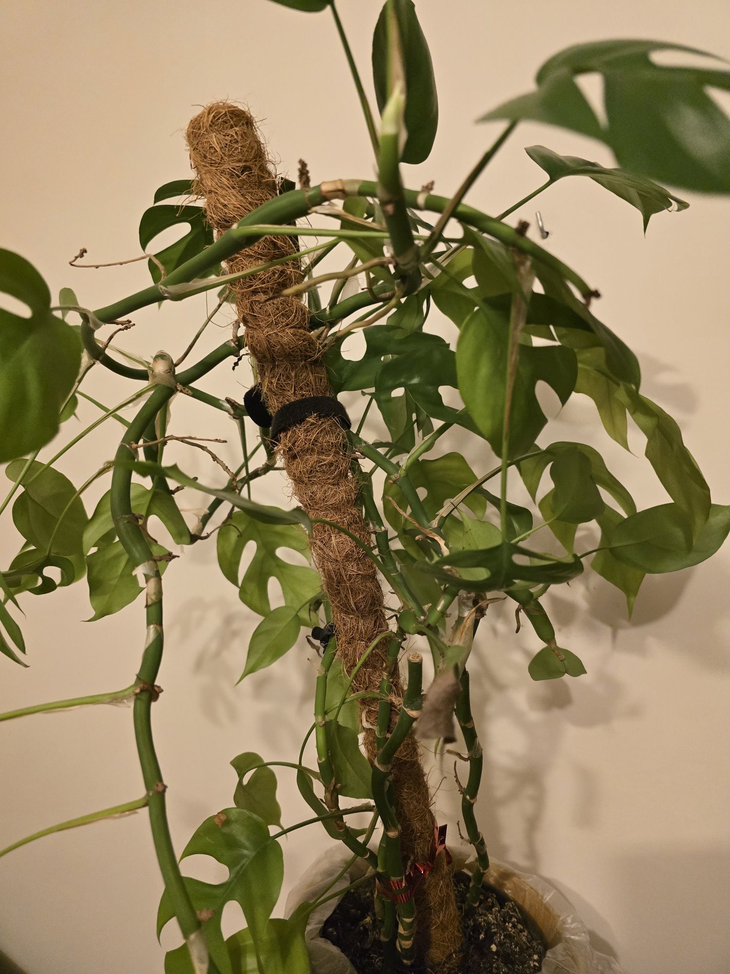 Monstera Minima, Monstera Piccolo, filodendron Minima