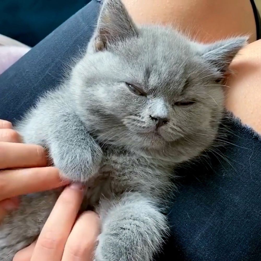 Ручна кицюня