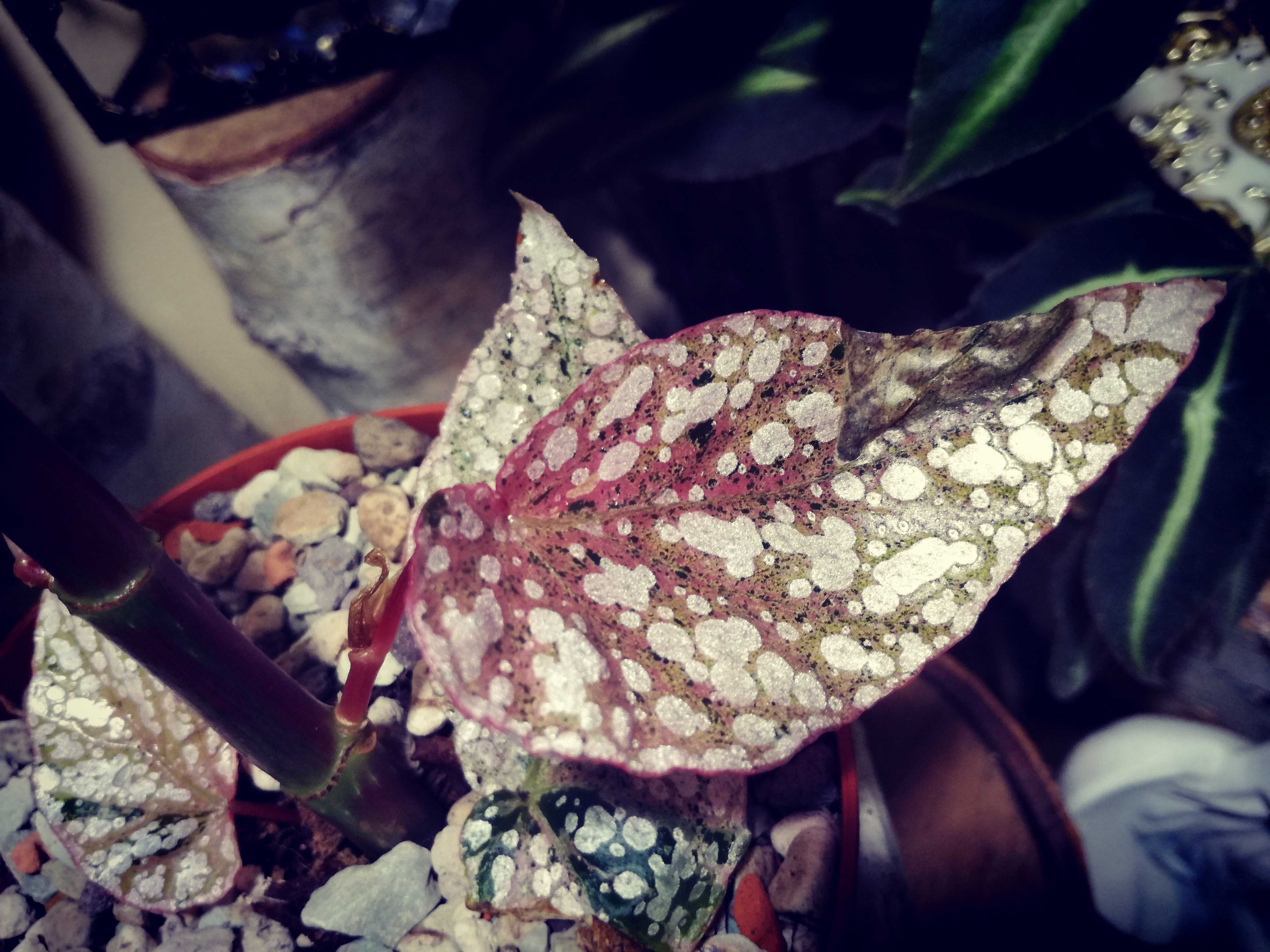 Begonia Snow Capped White Ice Pink Variegata UNIKAT ! monstera philode