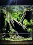 Moss mix10g Moss base40g