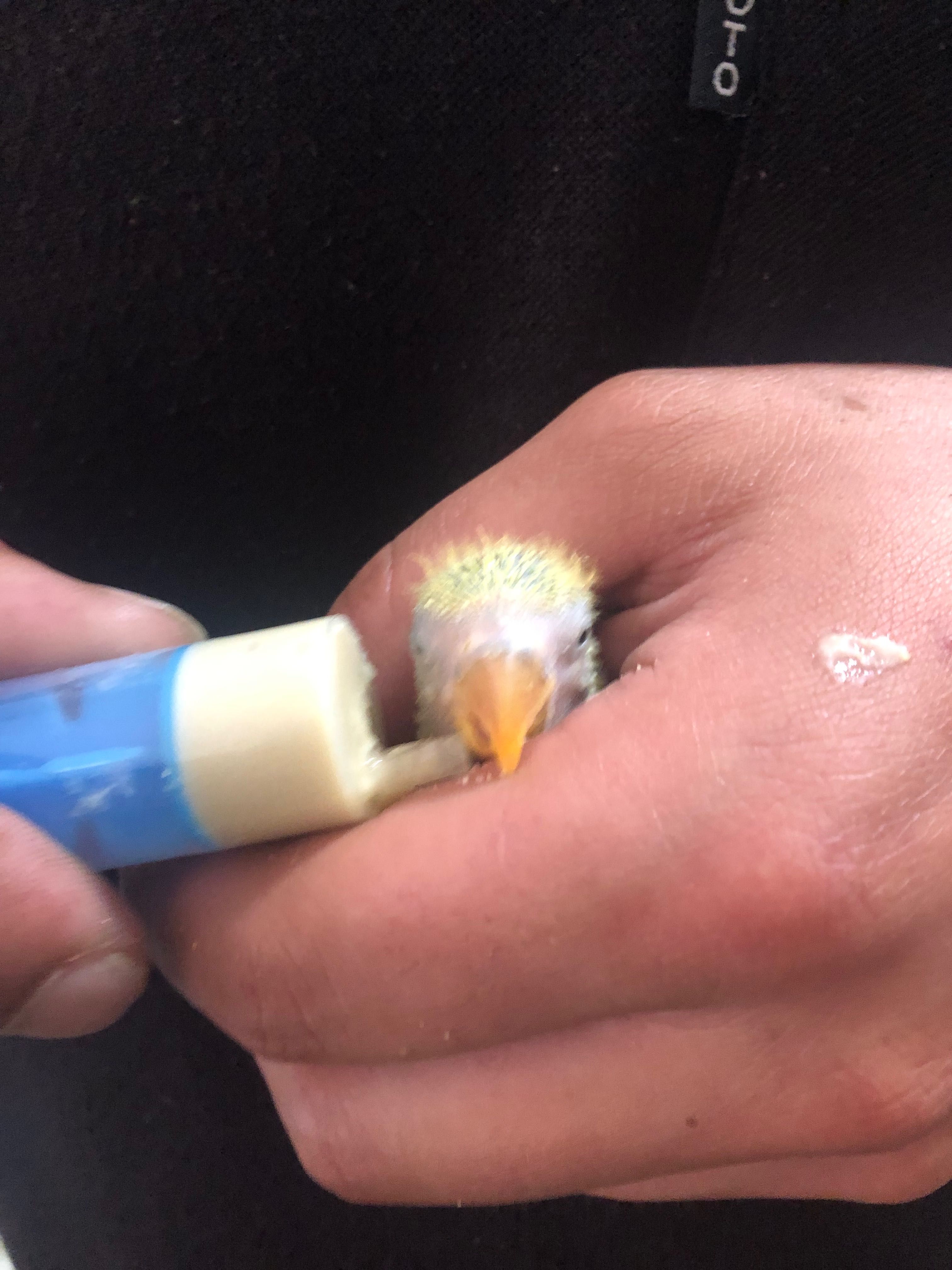 Ringneck/ Agapones criados a mão papa de criação