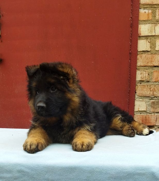 Високопородні дівчата. КСУ FCI