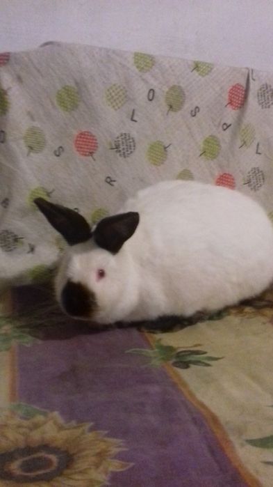 Продаю кролі/кроликів