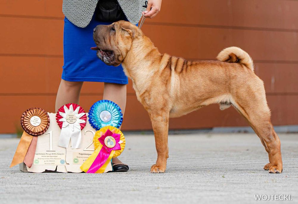 SHARPEI szczeniak po utytułowanych rodzicach