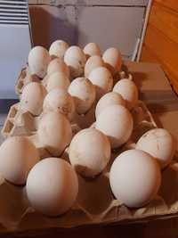 Яйца Гусині, курячі. Для інкубації