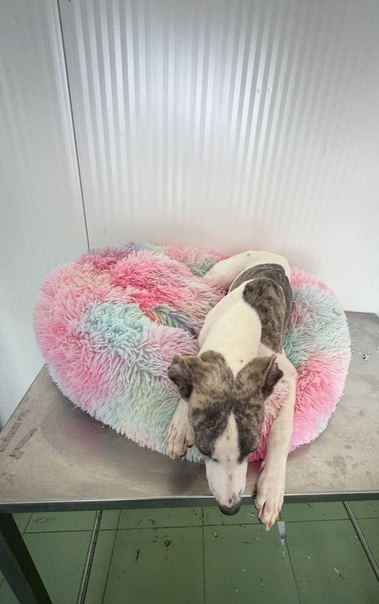 Galguinho whippet.