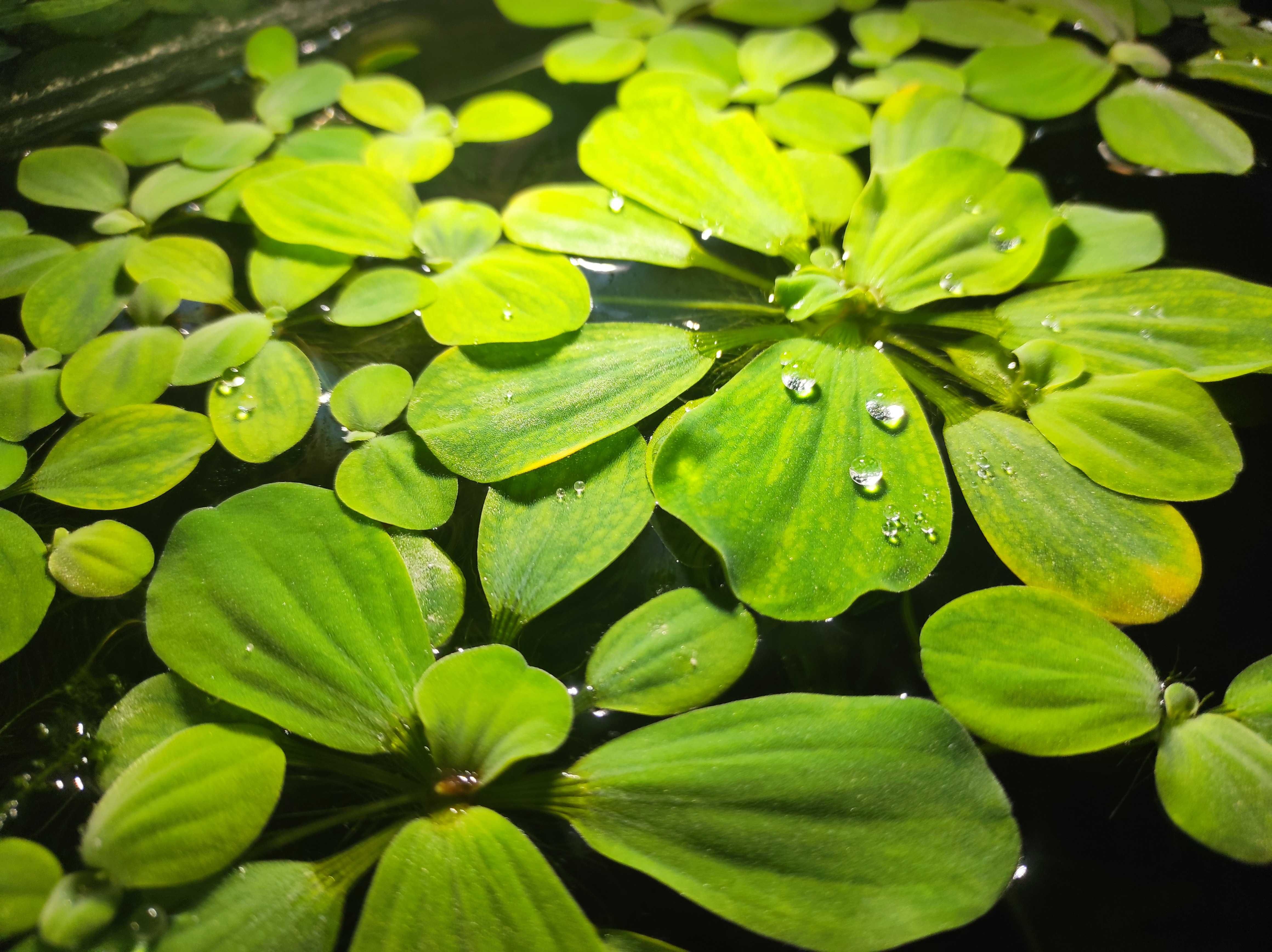 Pistia - Pistia Stratiotes