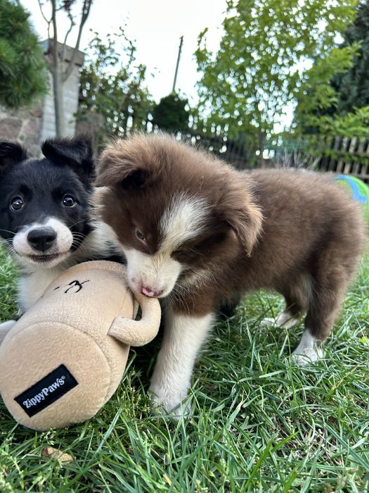 Czekoladowy Border Collie - Piesek - Domowa Hodowla