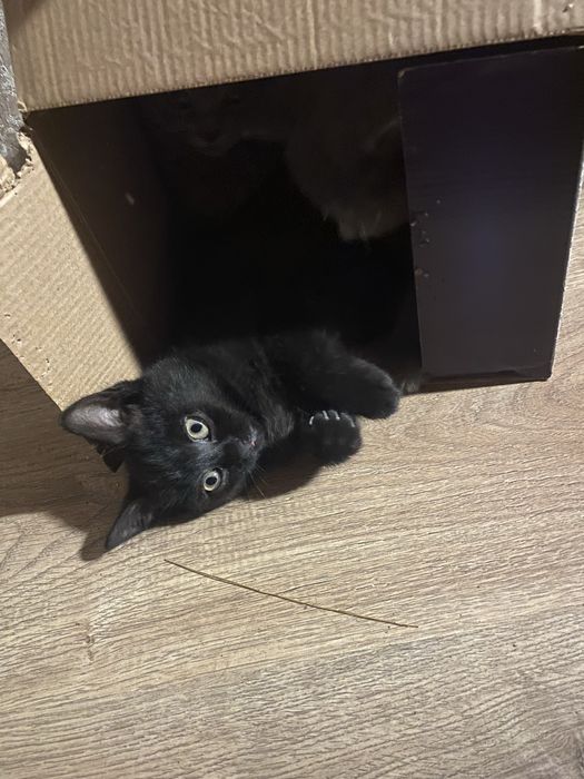 Віддам двох чорних кішок