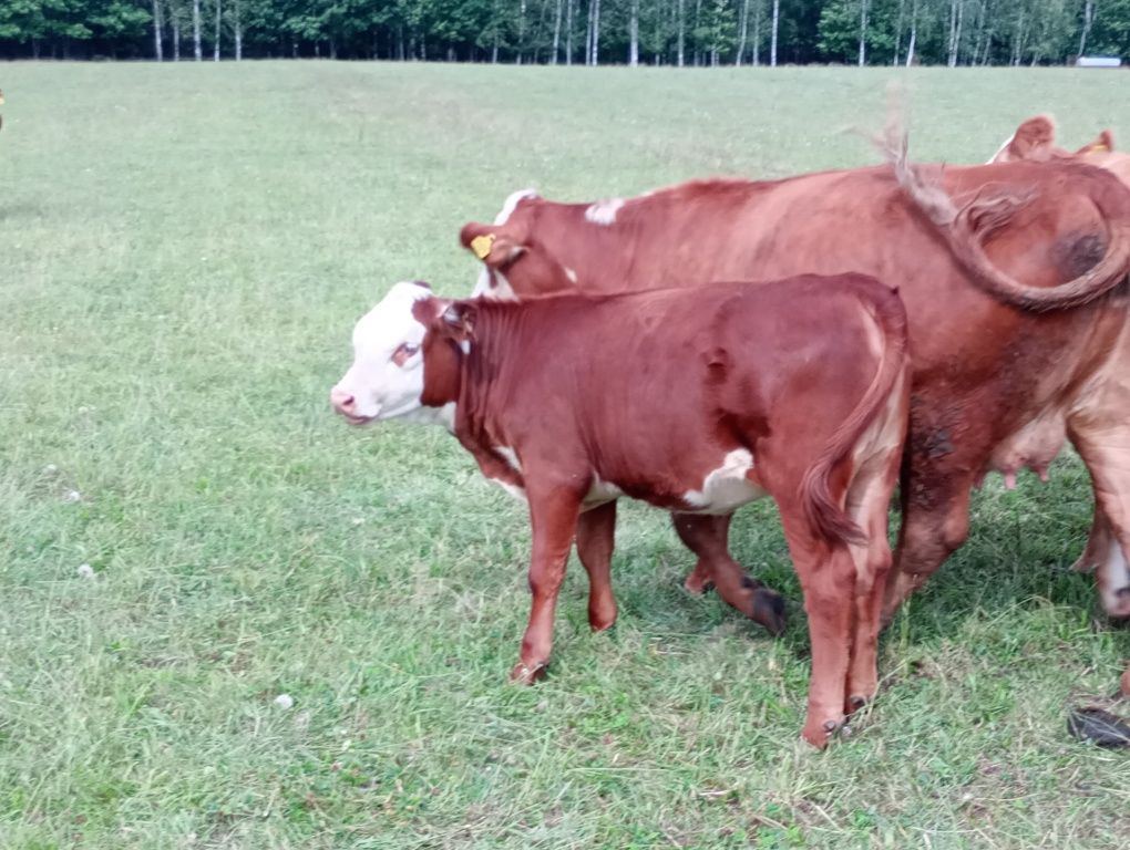 Ciałuszeczki na sprzedaż plus 1 byczek