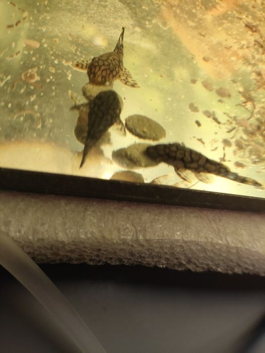 Zbrojniki l519, green dragon weloniaste