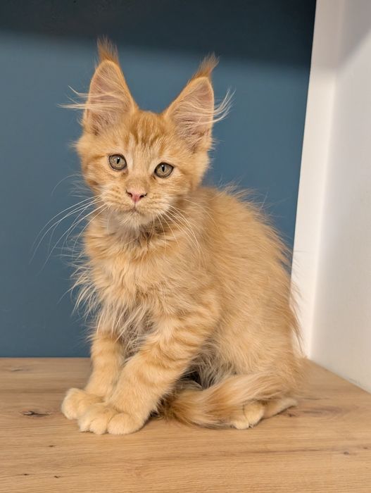 -RZERWACJA- Chester  rudy kocurek Maine Coon. Zapraszamy