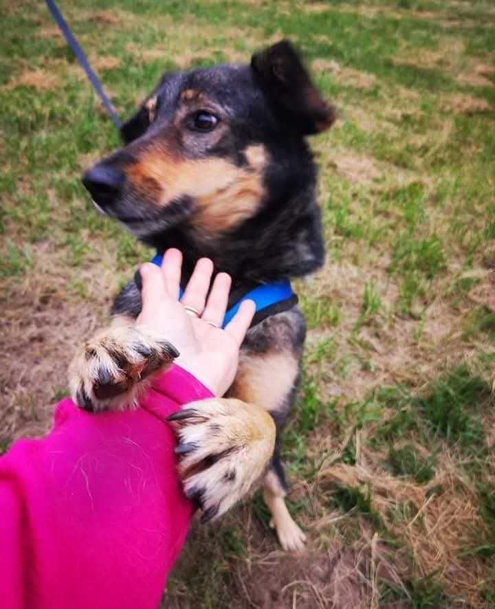 MICHU vel MISIEK szuka domu