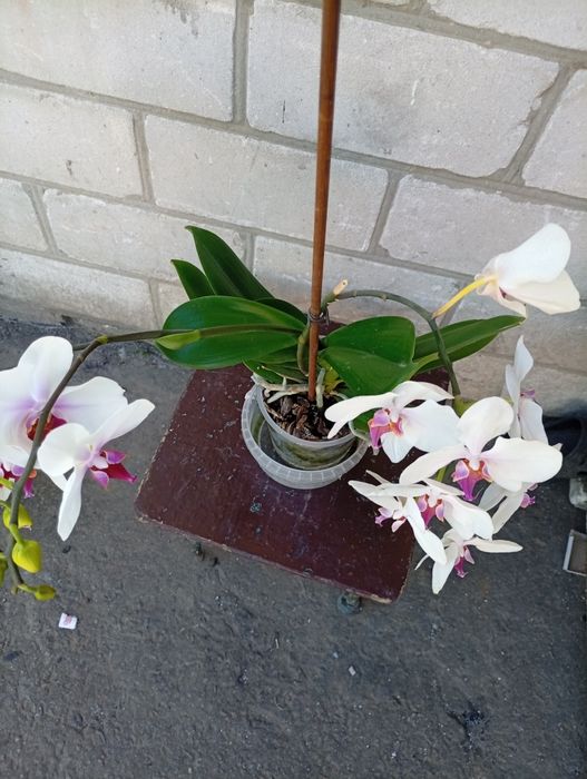 Продам орхідеї срочно