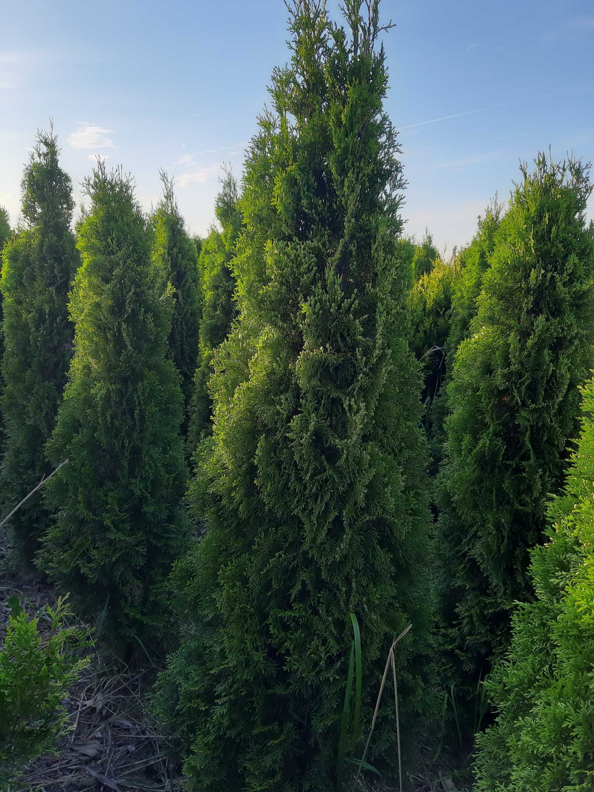 Thuja Smaragd 220-240 cm XXL Duża I Gęsta z gwarancją