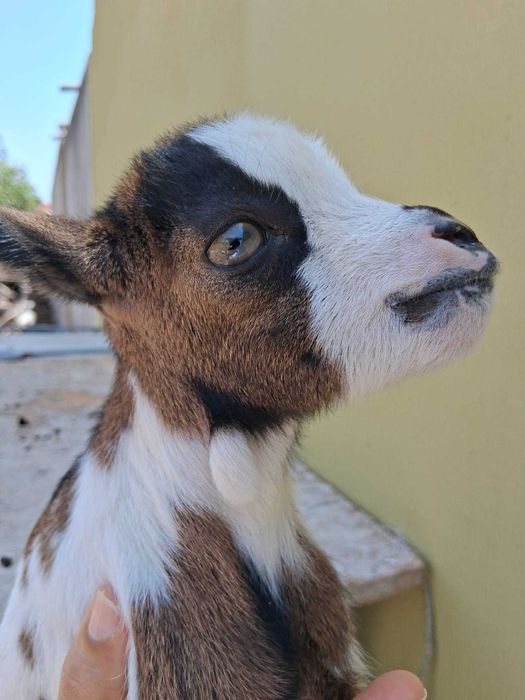 Cabrito Anão 7 meses