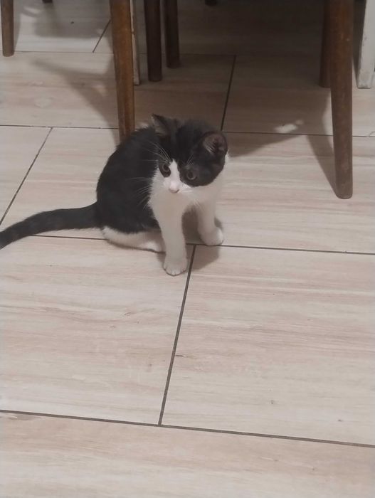 Oddam kotka  w dobre ręce.